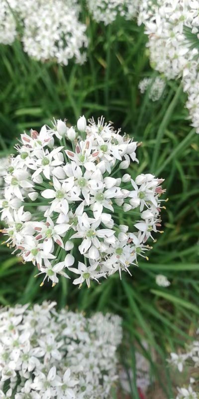 韭菜花韭菜花大量上市新鲜没干尖韭菜花大量上市