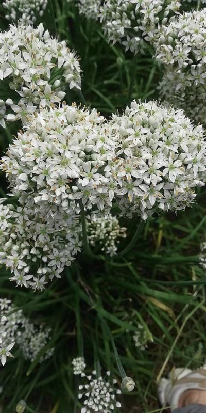 韭菜花韭菜花大量上市新鲜没干尖韭菜花大量上市