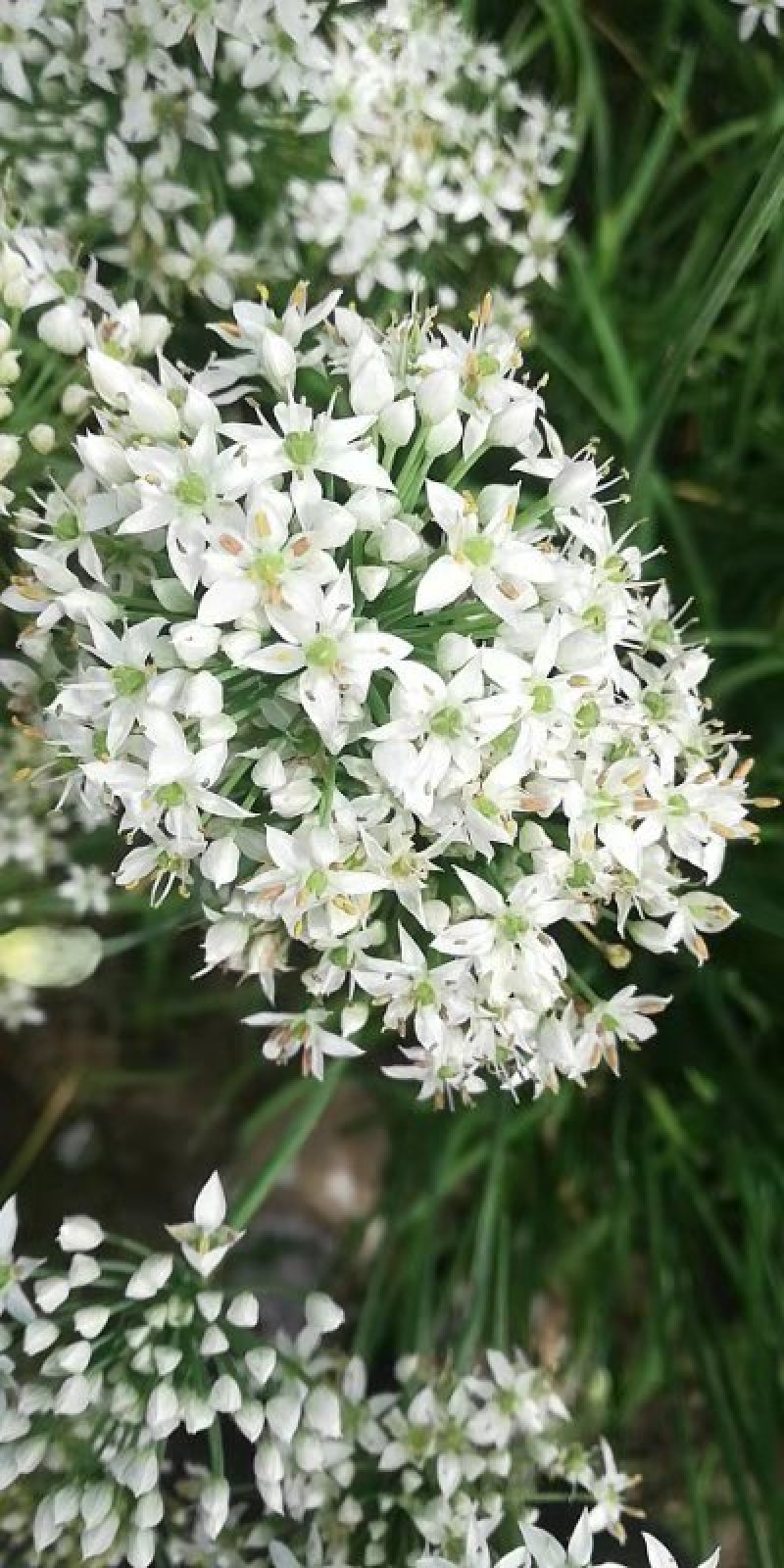 韭菜花韭菜花大量上市新鲜没干尖韭菜花大量上市