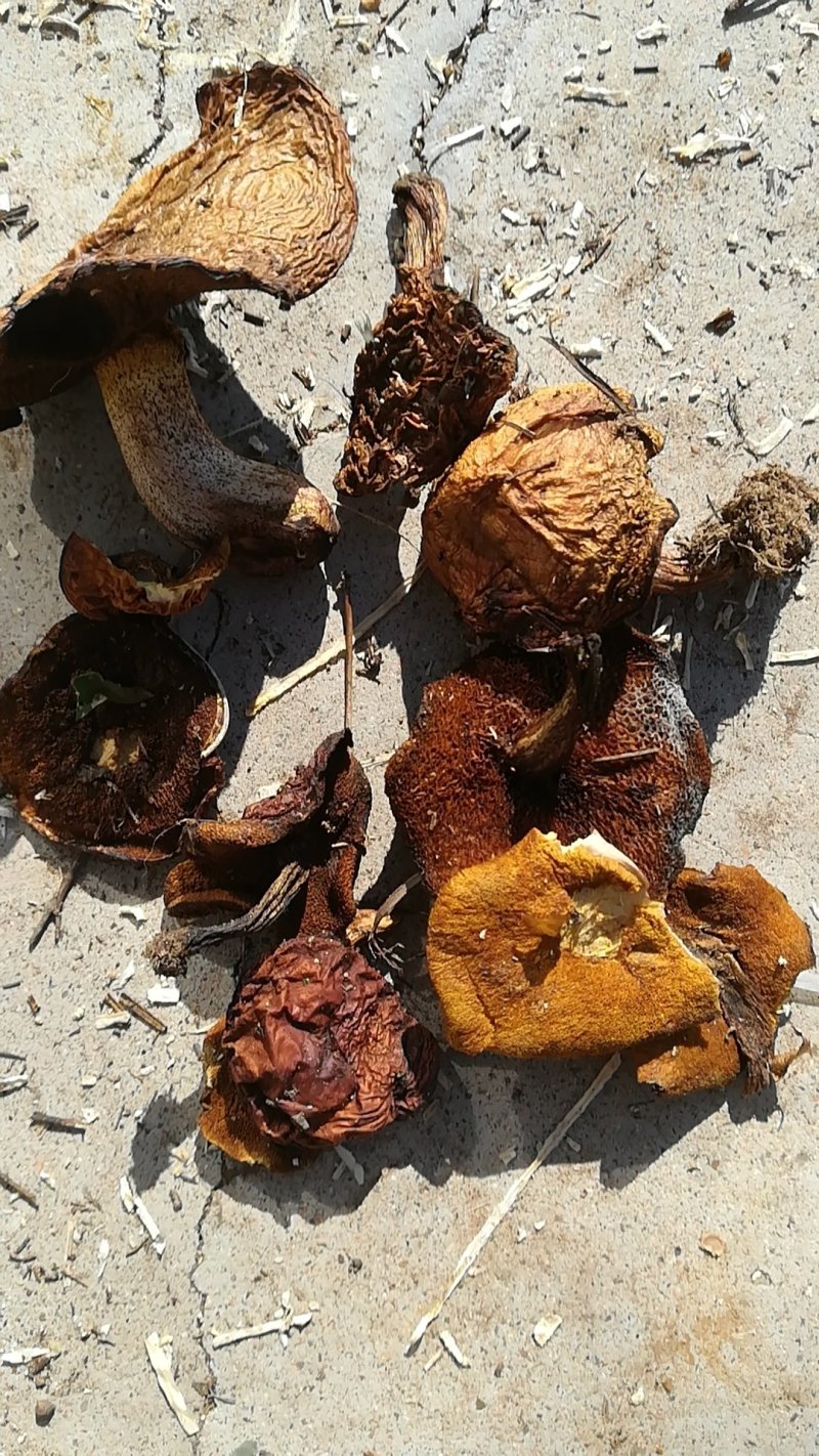 松蘑烘干通货17一斤