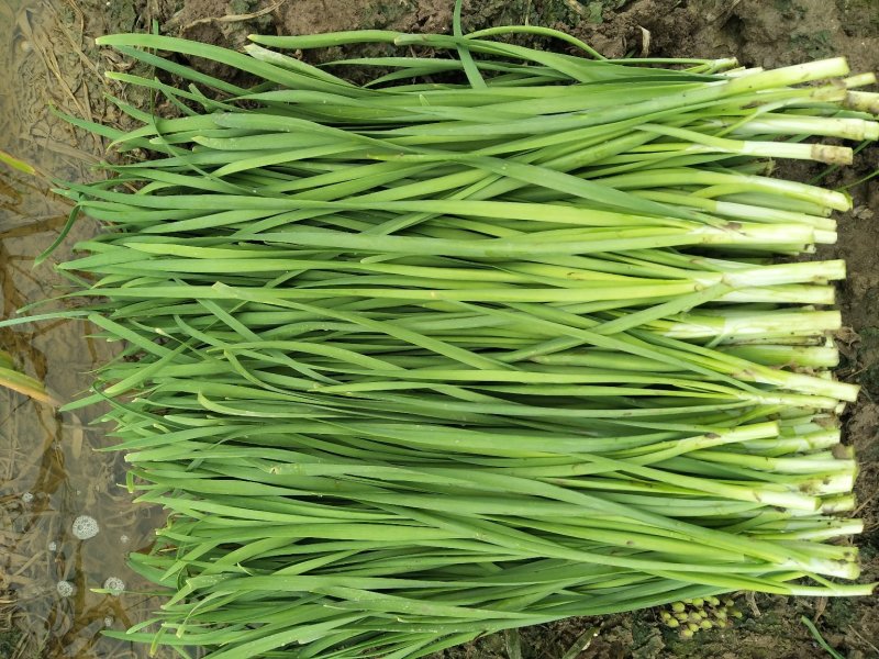 新韭菜头刀没苔中粗无干尖