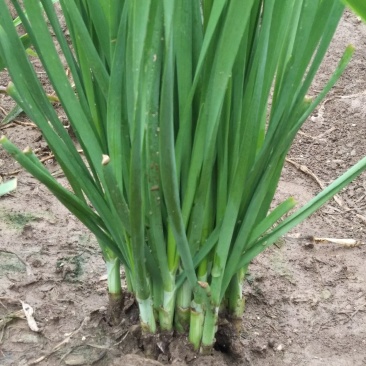 新韭菜头刀没苔中粗无干尖