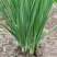 新韭菜头刀没苔中粗无干尖