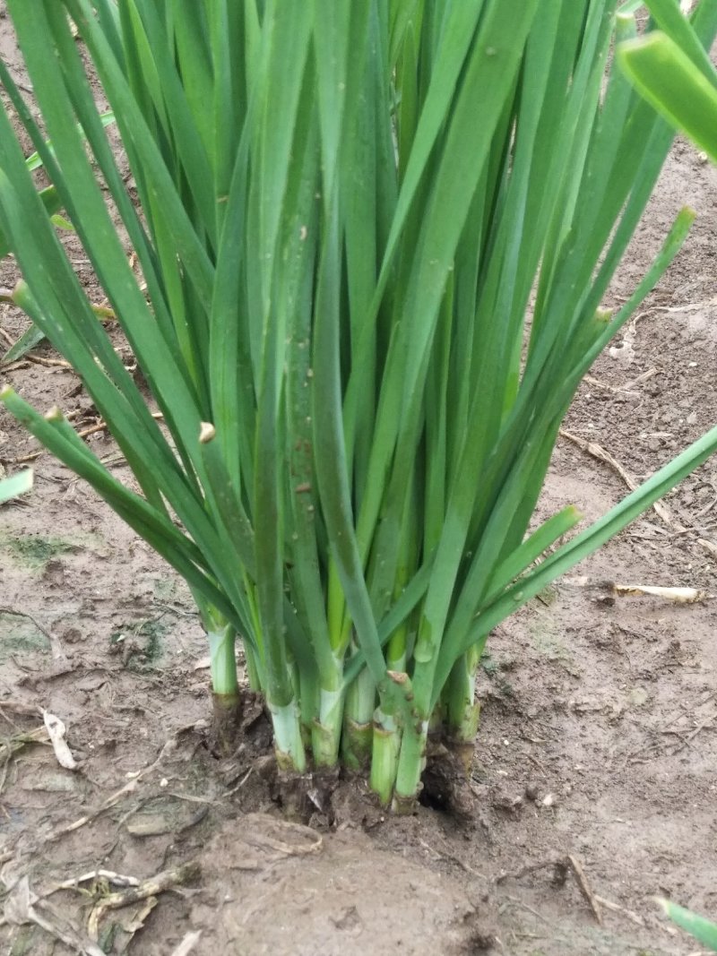 新韭菜头刀没苔中粗无干尖