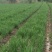 新韭菜头刀没苔中粗无干尖