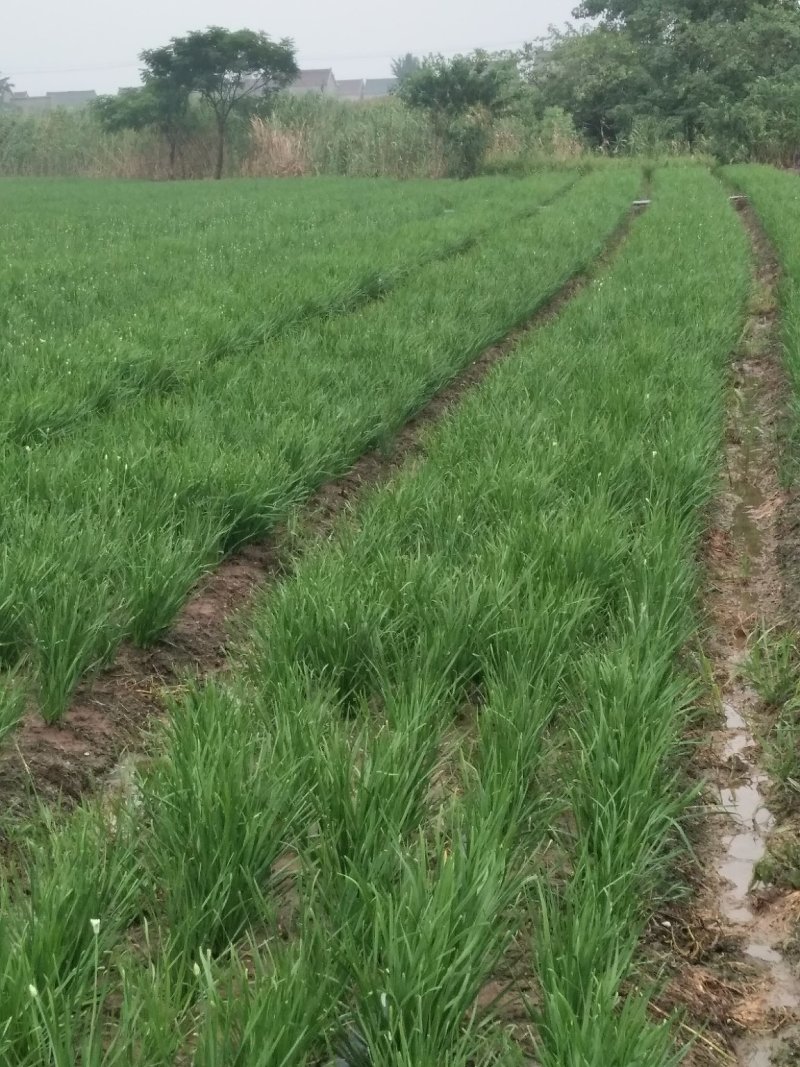 新韭菜头刀没苔中粗无干尖