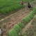 新韭菜头刀没苔中粗无干尖