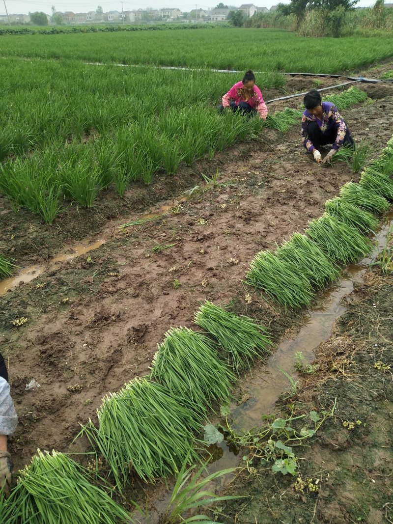 新韭菜头刀没苔中粗无干尖