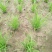 新韭菜头刀没苔中粗无干尖