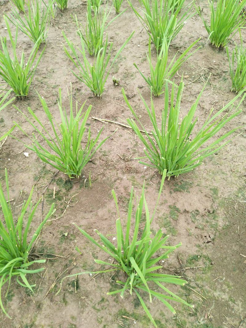 新韭菜头刀没苔中粗无干尖