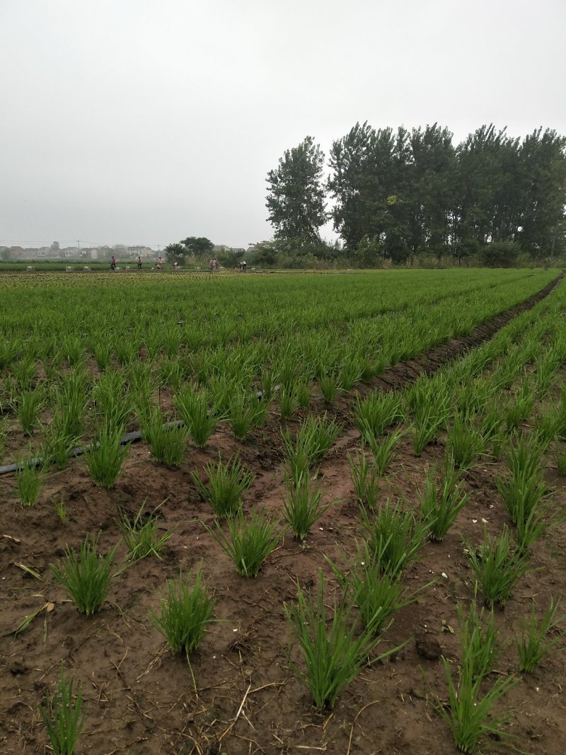 新韭菜头刀没苔中粗无干尖