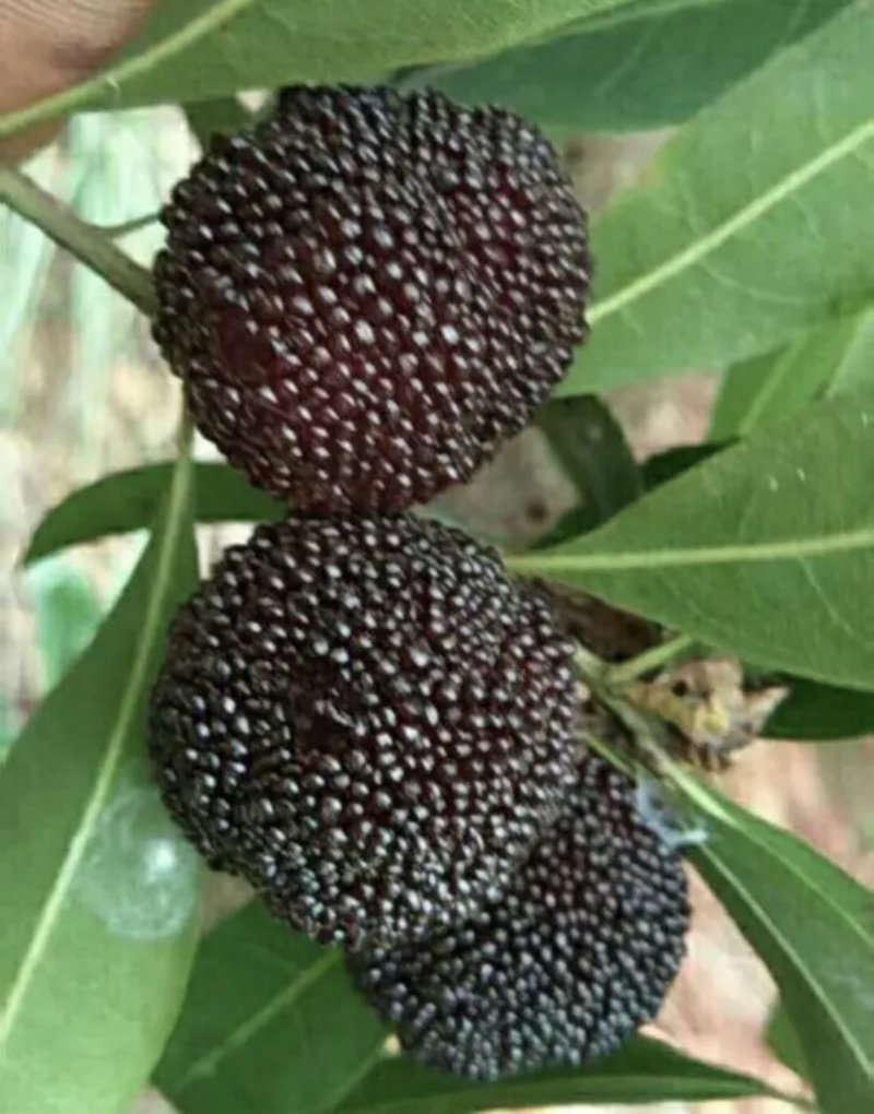 云南石屏杨梅大量上市中，东魁大量有货！