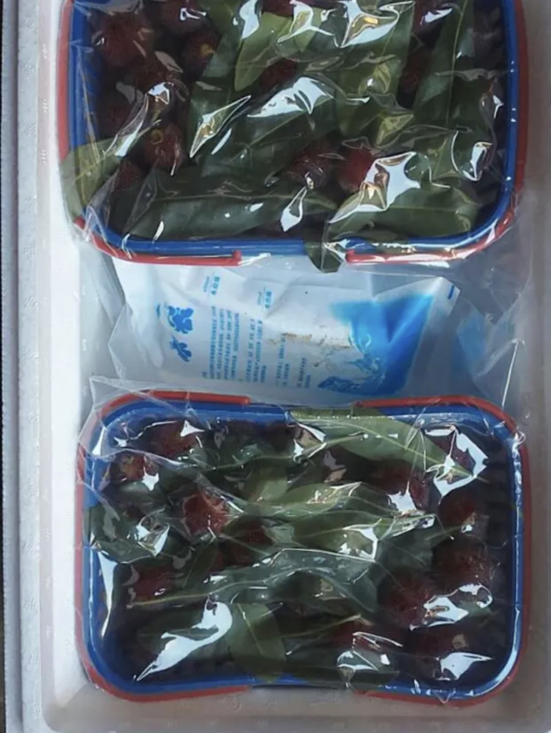 云南石屏杨梅大量上市中，东魁大量有货！
