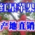 万亩【红星苹果】膜袋、纸袋中秋送礼价格美丽～不零售