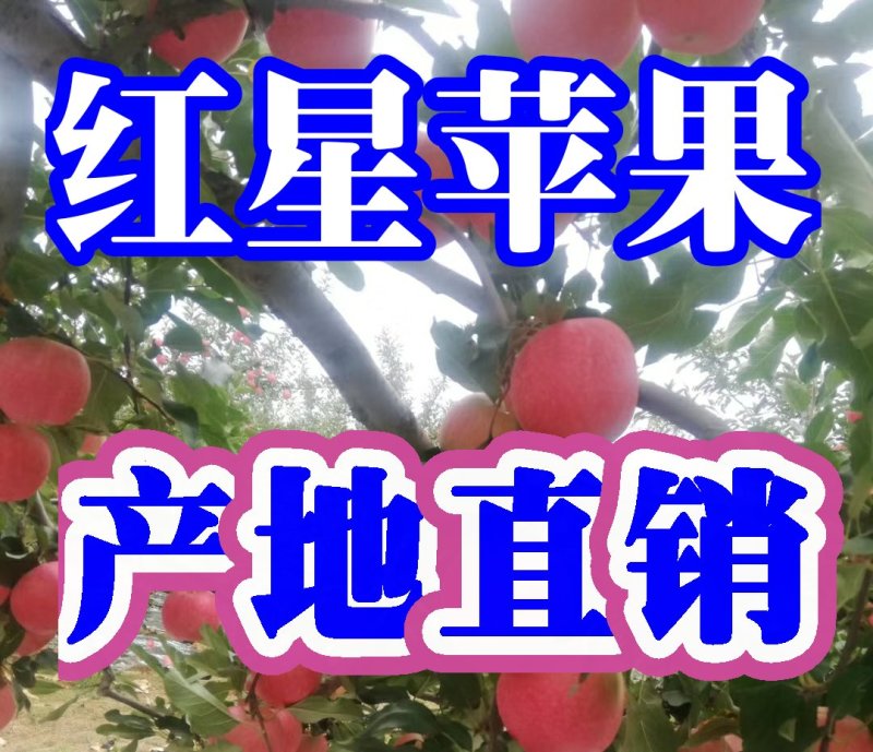 万亩【红星苹果】膜袋、纸袋中秋送礼价格美丽～不零售