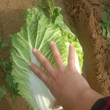 东北黄心大白菜秋宝秋黄大秋黄