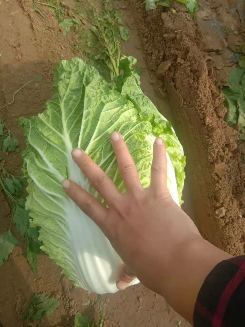 东北黄心大白菜秋宝秋黄大秋黄