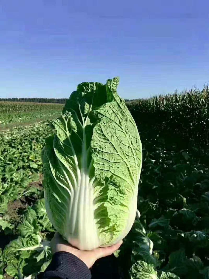 东北黄心大白菜秋宝秋黄大秋黄