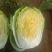 东北黄心大白菜秋宝秋黄大秋黄