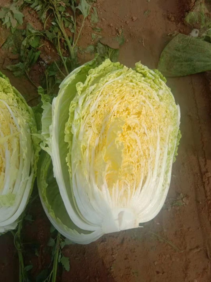 东北黄心大白菜秋宝秋黄大秋黄