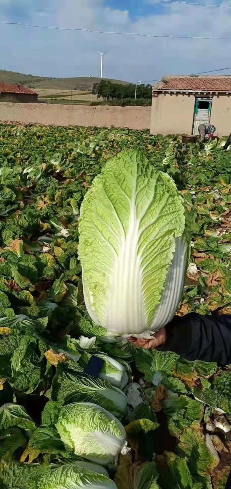 东北黄心大白菜秋宝秋黄大秋黄