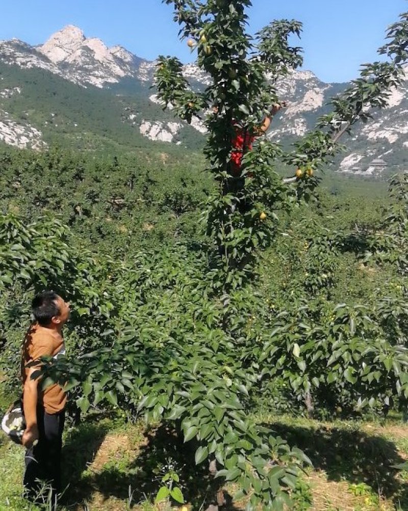 南果梨