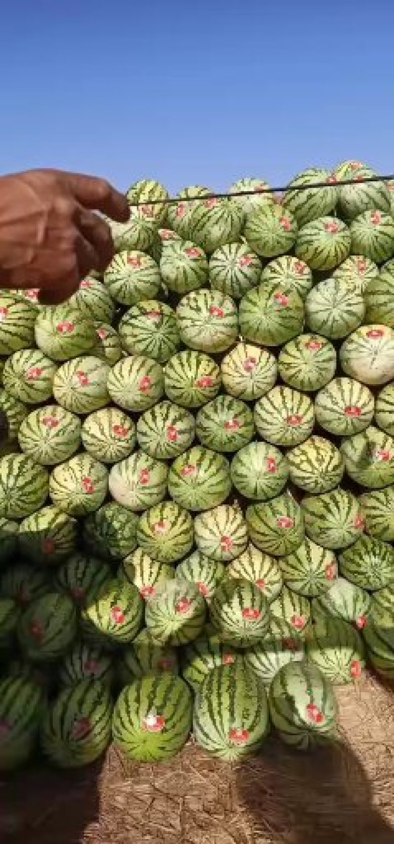 宁夏硒砂瓜苹果现已大量上市！！各种苹果都有！