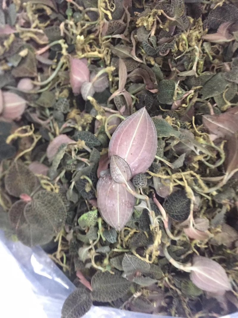 野生金线莲