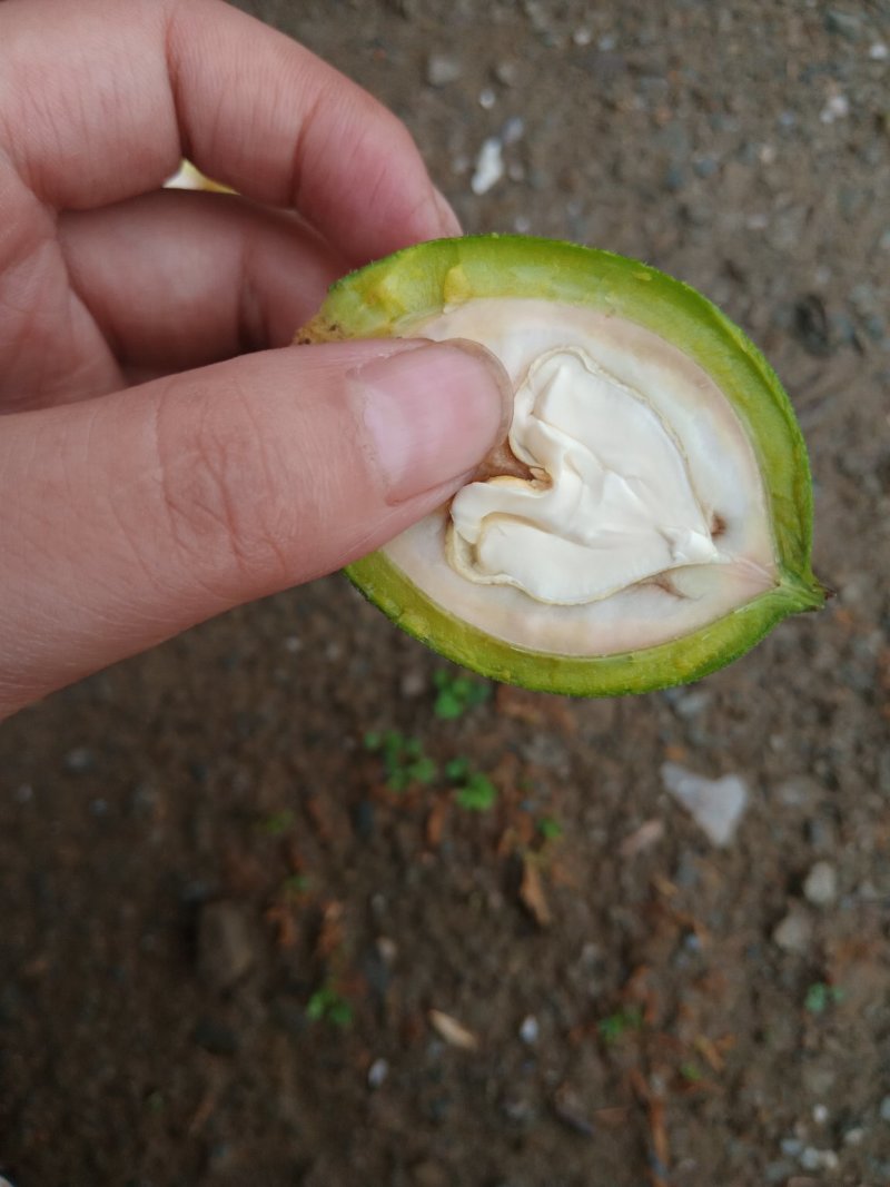 青皮核桃，山里的好货，欢迎大家前来订购