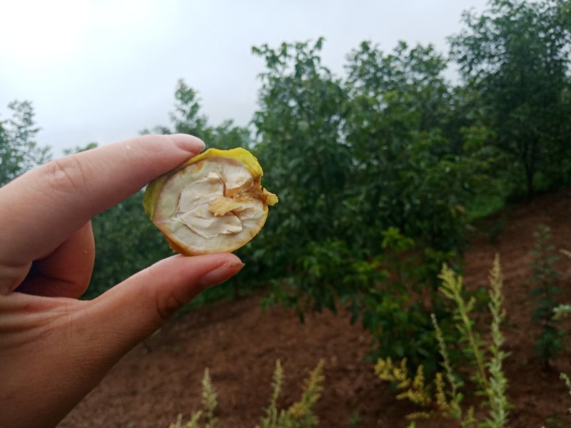 青皮核桃，山里的好货，欢迎大家前来订购