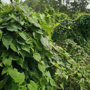 何首乌苗子，何首乌根茎，技术指导，成活率90%，一件代发