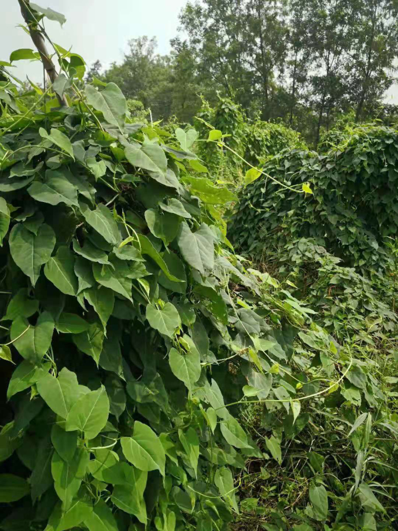 何首乌苗子，何首乌根茎，技术指导，成活率90%，一件代发