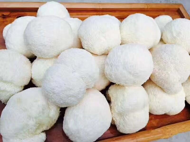 【海麟玉品】东北猴头菇鲜猴头菇有机绿标产地直发