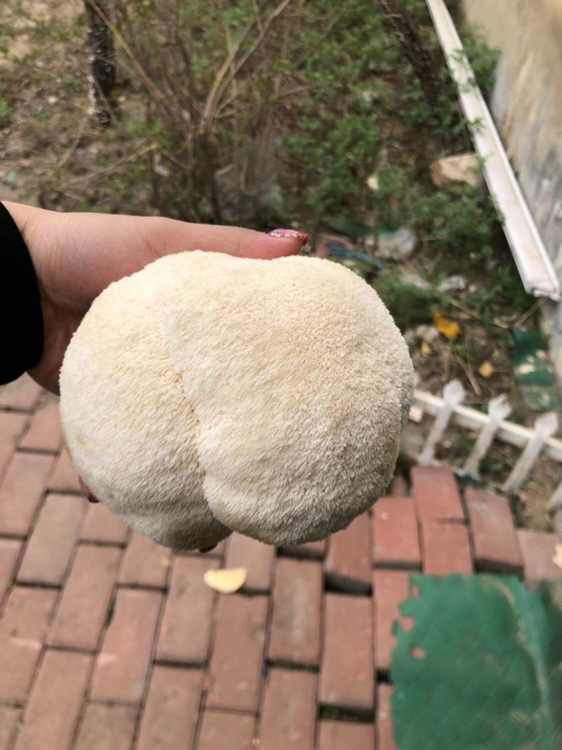 【海麟玉品】东北猴头菇鲜猴头菇有机绿标产地直发
