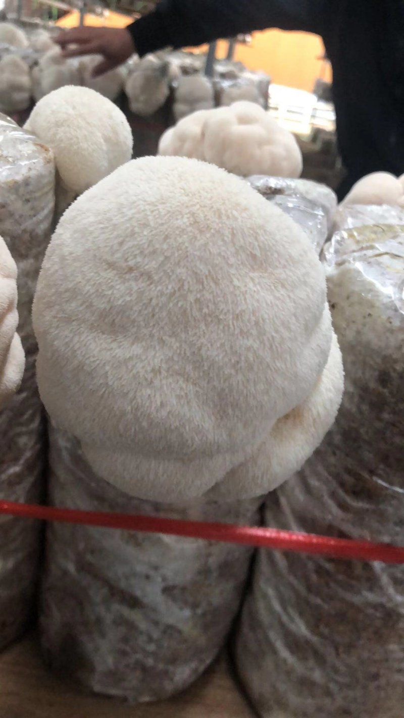 【海麟玉品】东北猴头菇鲜猴头菇有机绿标产地直发