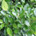 雀舌黄杨盆栽种子瓜子黄杨种子小叶黄杨种子庭院种植易播种