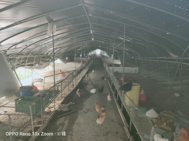 家禽畜牧养殖基地，河边，道路已硬化！