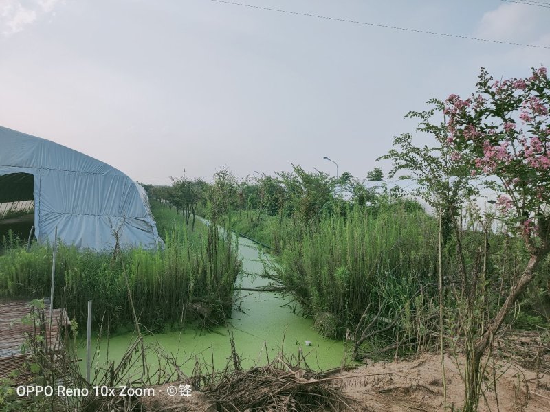 家禽畜牧养殖基地，河边，道路已硬化！