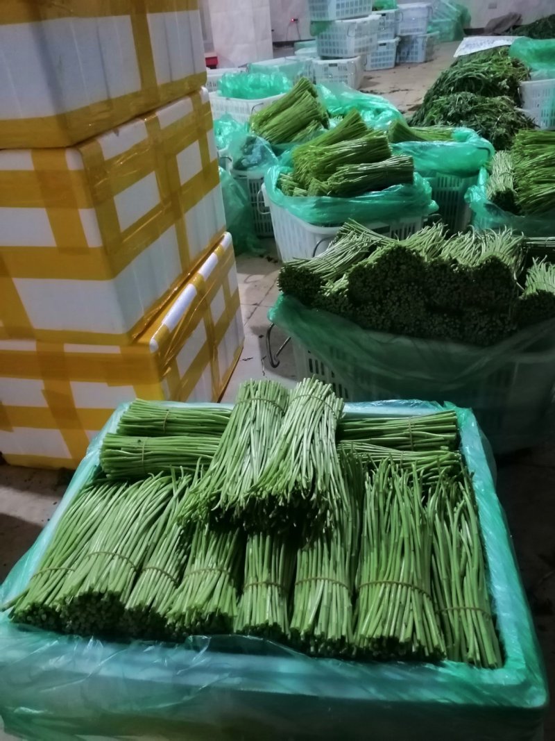 精品芦蒿现货