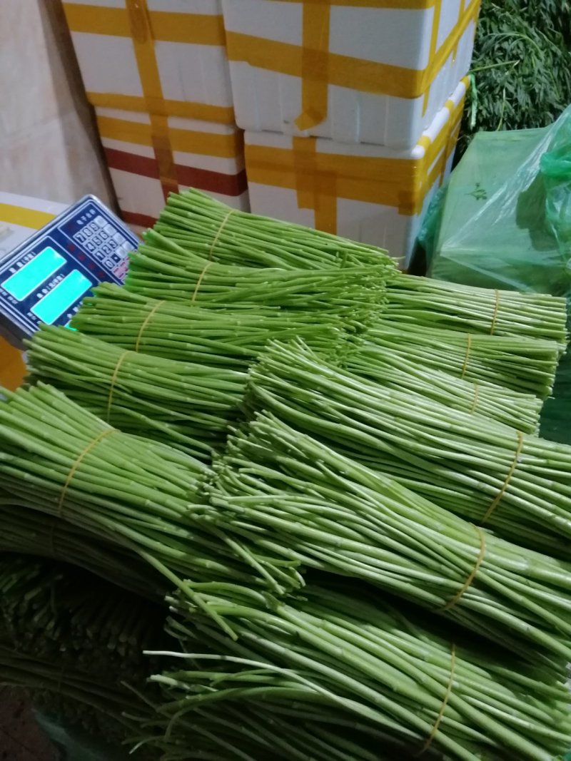 精品芦蒿现货