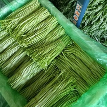 精品芦蒿现货