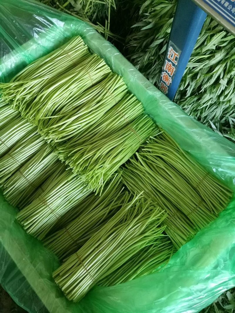 精品芦蒿现货