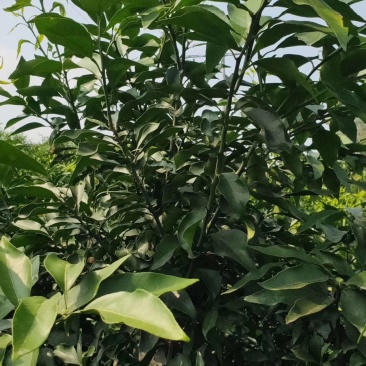 爱媛38枝条(红美人)枝条一手货源产地直销