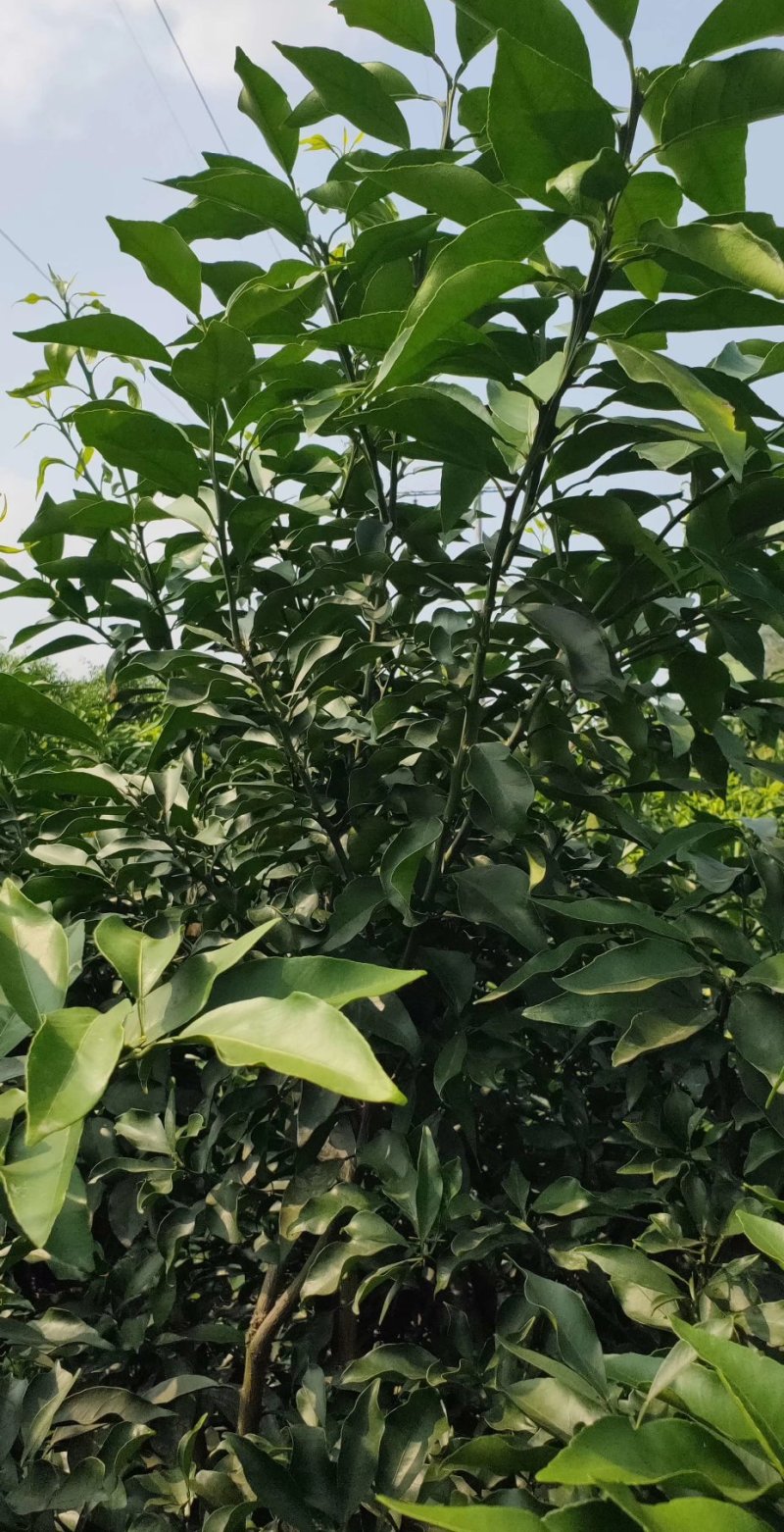 爱媛38枝条(红美人)枝条一手货源产地直销