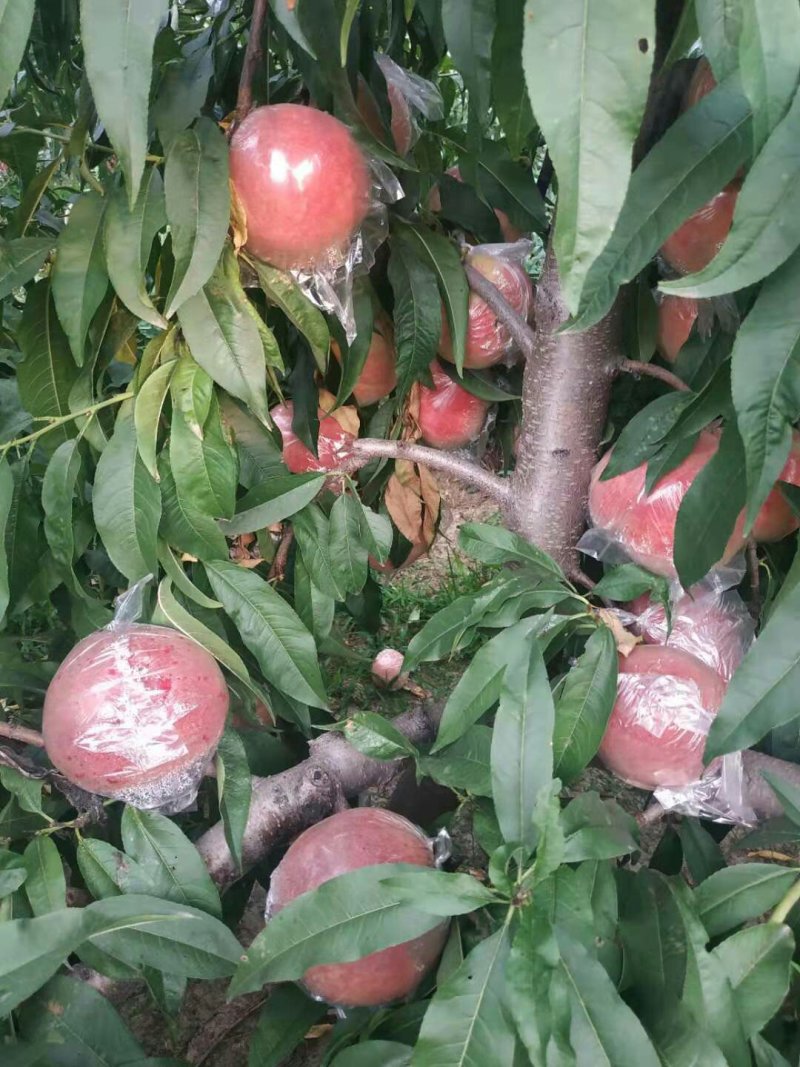 夏之梦，京八，桃王，红不软