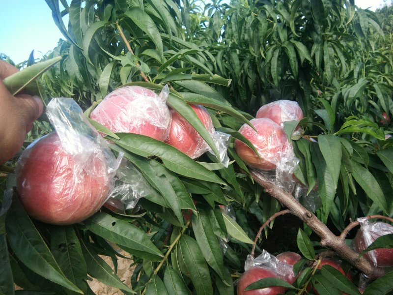 夏之梦，京八，桃王，红不软