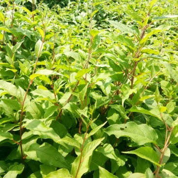 软枣子苗，软枣子树苗，货真价实保证质量信誉第一产地直供