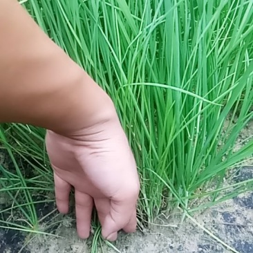 韭菜苗