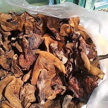 手挑干净松蘑，自然干无虫货需要的联系我吧