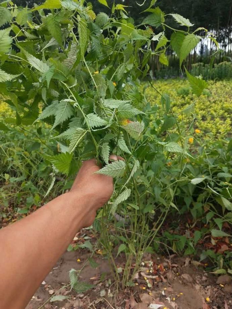 棣棠：乔灌木，绿化工程苗木
